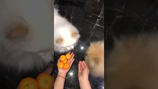 Шпицы Лакки и Полли и мандарины 🍊 смотреть онлайн