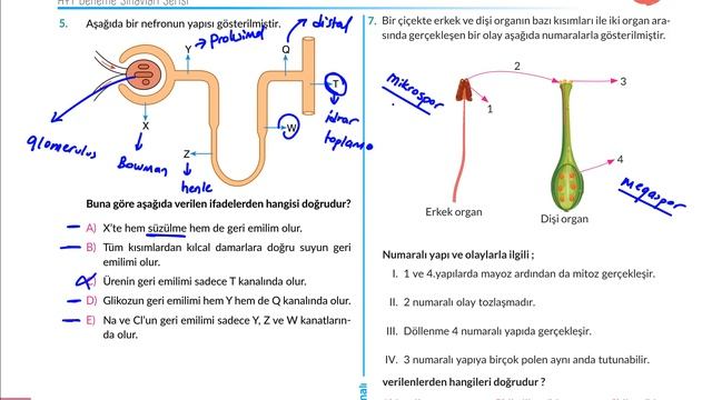 Acayip Sorularla AYT 4.Biyoloji Deneme Sınavı (2019) смотреть онлайн