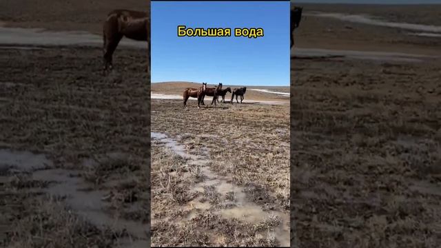 Большая вода март, 2024 год смотреть онлайн