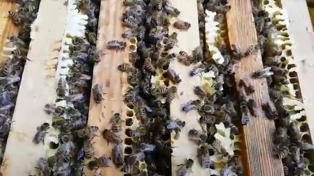 Мой первый опыт, и первый сезон старта#пчеловодство смотреть онлайн