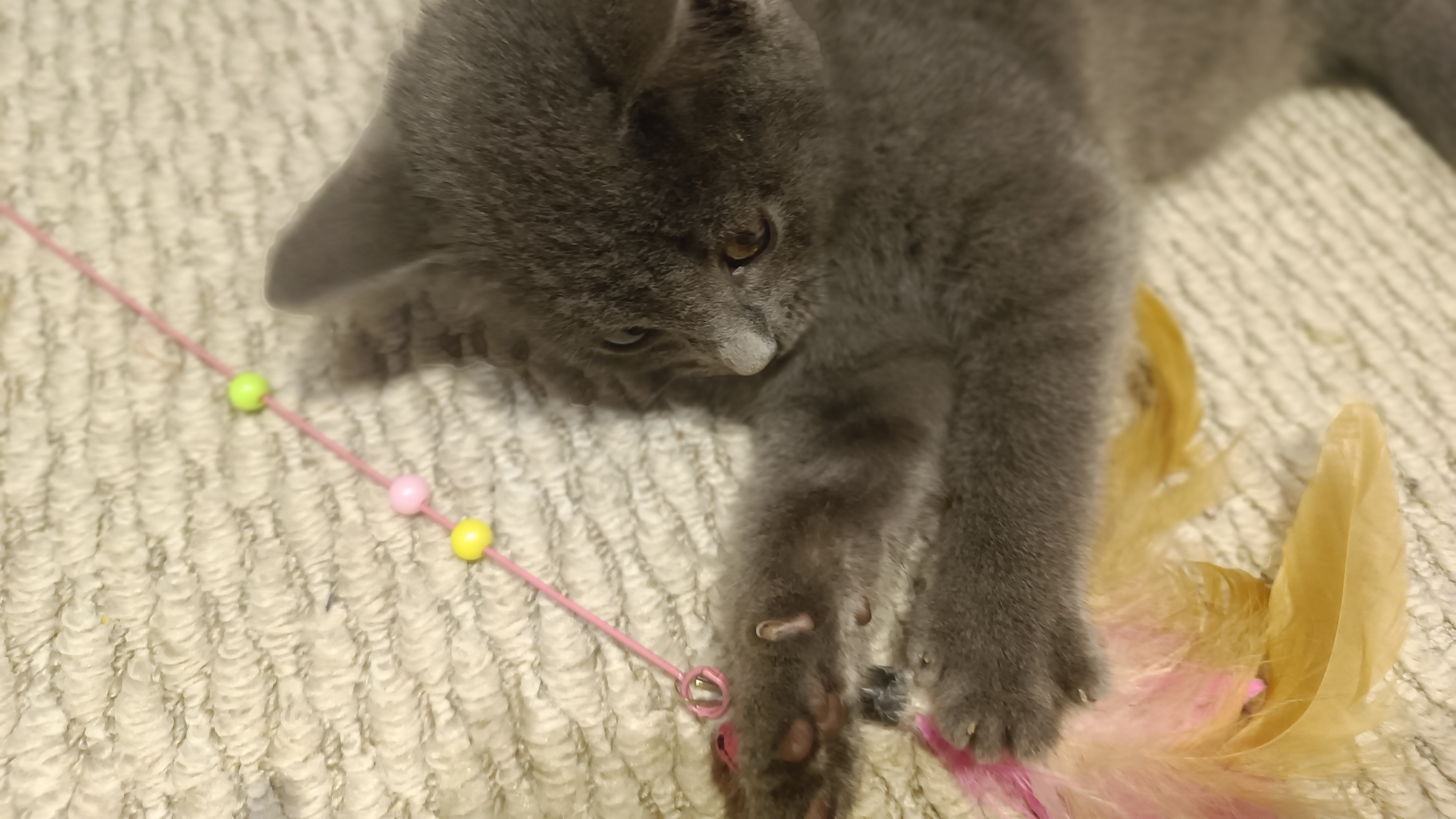 у меня новый котик Тимофей