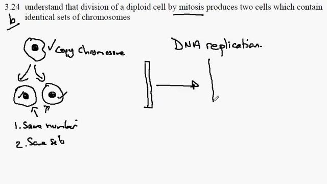 3.23b Mitosis 2 смотреть онлайн
