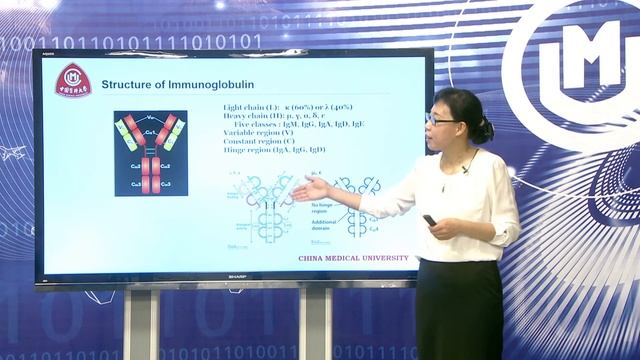 The structure of immunoglobulin смотреть онлайн