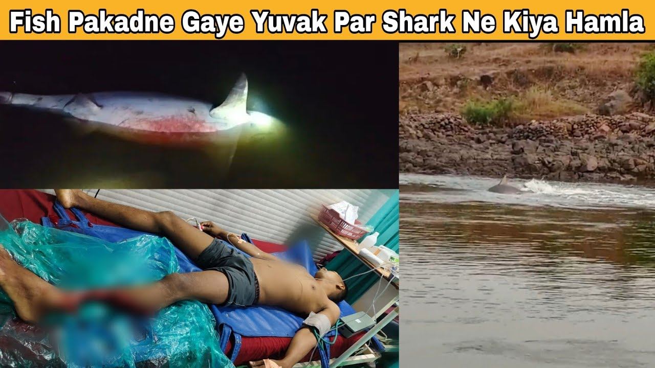 मछली पकडने गए युवक पर शार्क ने किया हमला, मचा हडकंप. | MUMBAI TV | смотреть онлайн