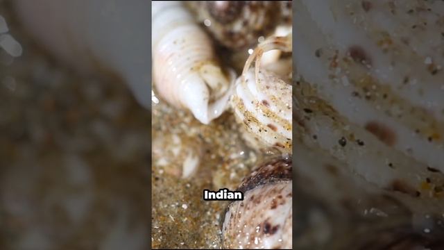 4 deadliest sea creatures смотреть онлайн