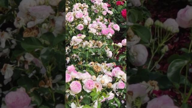 Чайно-гібридна троянда СОФІЯ РЕНЕСАНС.Троянда флорибунда ВЕЗАЛІУС. смотреть онлайн