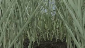 ШУМ ЛЕЧЕНИЕ СУСТАВОВ