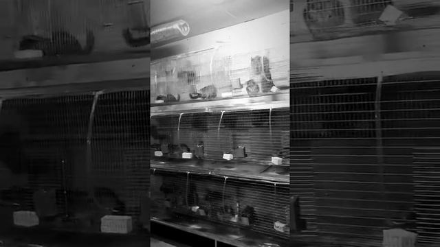 Партнер фермы шиншилл Ретас. Ферма шиншилл КРАСНОДАРСКИЙ КРАЙ смотреть онлайн