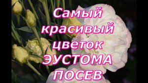 Эустома Самые важные условия выращивания рассады цветка