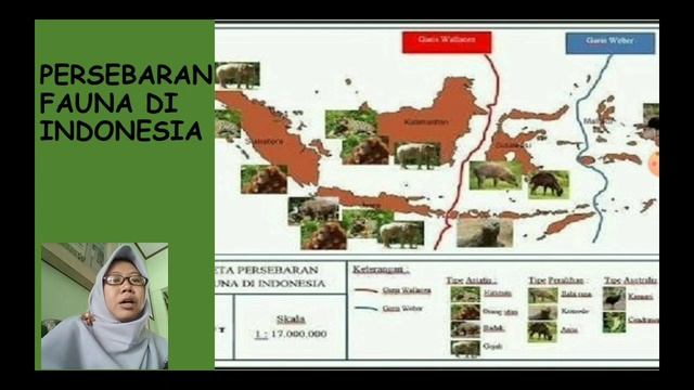 IPS KELAS 7 SEMESTER GANJIL KERAGAMAN FLORA DAN FAUNA DI INDONESIA смотреть онлайн