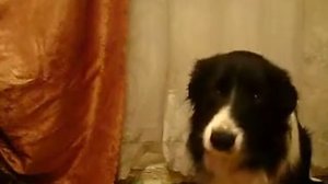 как дать правильно собаке таблетки.