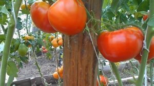 Сорт томата Кардинал