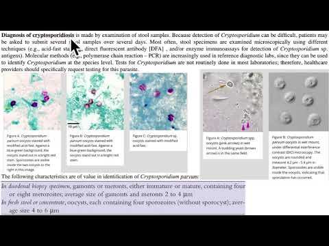 Cryptosporidium / Cryptosporidiosis / Cryptosporidium Parvum