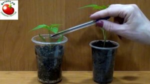 Нужно ли к рассаде перца подсыпать землю?