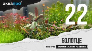 22. Болотце. Аквариум с живыми растениями