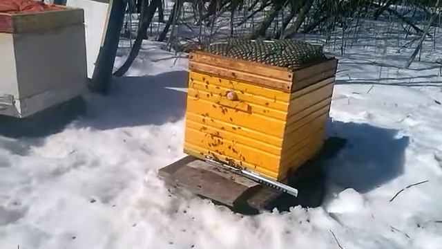 Пчеловодство зимой. Зимовка пчёл.