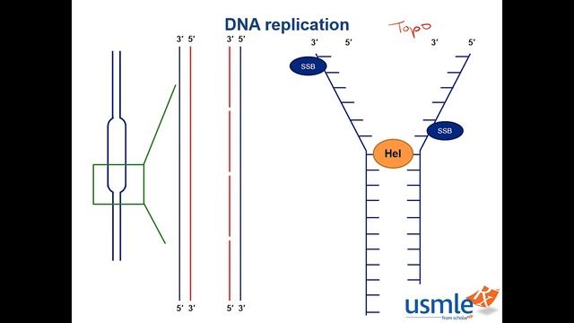 DNA Replication смотреть онлайн