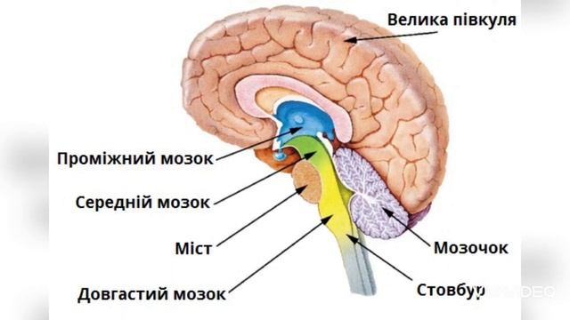 Будова головного мозку людини🧠 смотреть онлайн