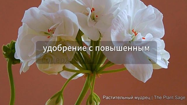 Герань весной: как достичь идеального цветения? смотреть онлайн