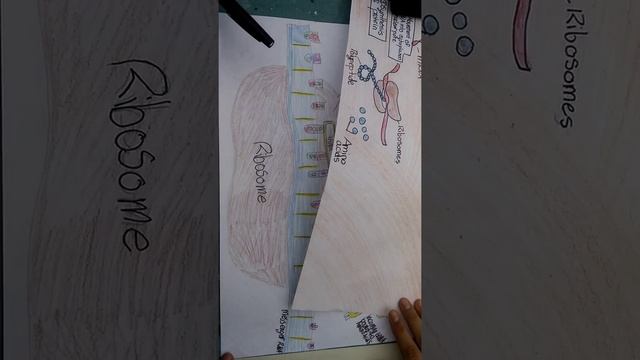 Viana,cassandra,hallie смотреть онлайн