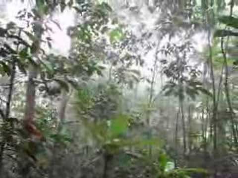 Tropical forest just after the rain смотреть онлайн