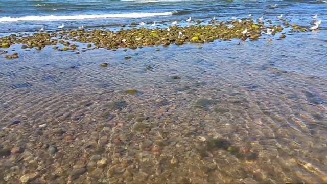 Прозрачная вода 🌊 на Куршской косе смотреть онлайн