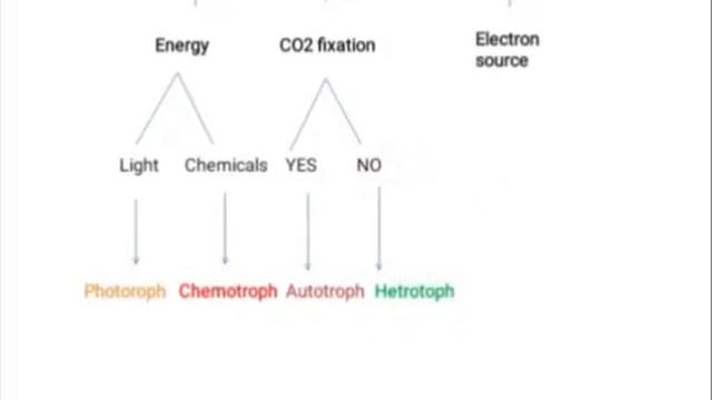 Nutrition Of Bacteria смотреть онлайн