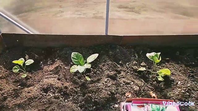 Высаживаю, огурцы, баклажаны, дыни в теплицу. Наконец то дали воду. смотреть онлайн