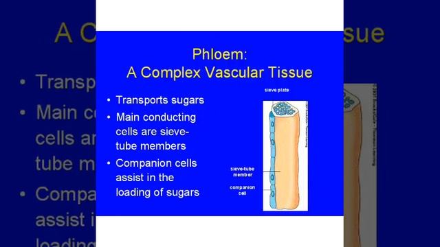 phloem translocation@eHOWBIOLOGY смотреть онлайн