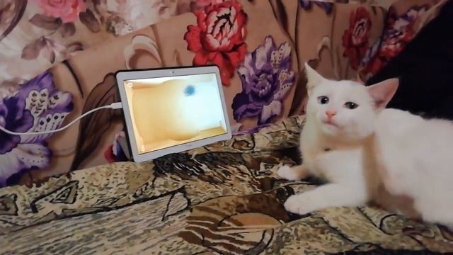 Кот Ластик ловит мышей 🐱 смотреть онлайн