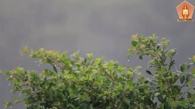 Balochi new gazal |Zinda yak pada chon ushtag bi |abid elahi | shair manzoor bismil смотреть онлайн