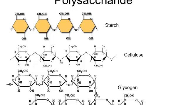 Biomolecules part 4 carbs lipids_2014 смотреть онлайн