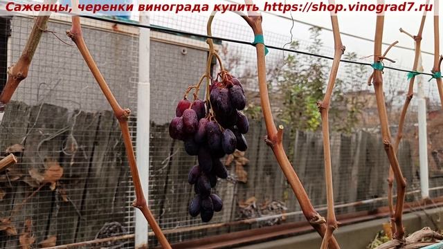 23 ноября 2024 года - виноград Красава, довисел и сорван к обеду! Ай да виноград! Ай да мы! смотреть онлайн