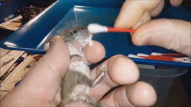 Feeding An Orphaned Baby Rat смотреть онлайн