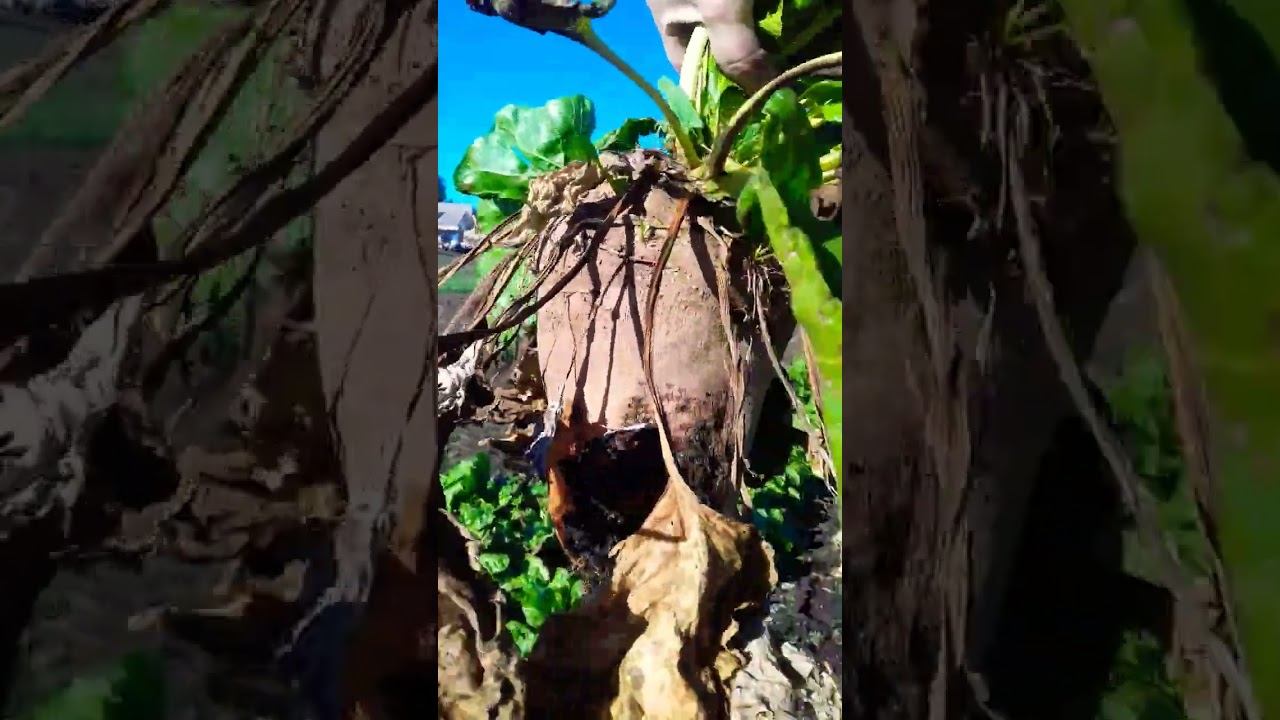 СЕЛЬСКИЙ ПАРЕНЬ 🙋 СПРОСИЛ ГОРОДСКИХ ЛЮДЕЙ - КАК НАЗЫВАЕТСЯ ЭТОТ КОРНЕПЛОД? 😁🌱... смотреть онлайн