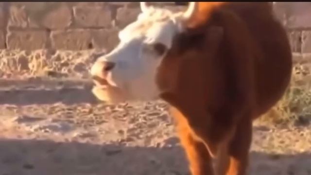 Влюблённый и корова. смотреть онлайн