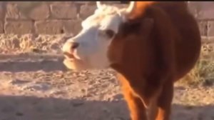 Влюблённый и  корова.