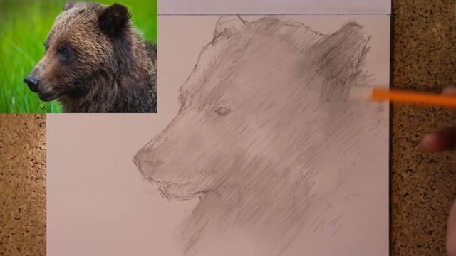 Draw a Grizzly | Art with Raspo смотреть онлайн