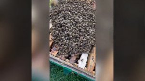 Покупка пчелопакета, 4 рамки расплода, 6 апреля Краснодарский край.