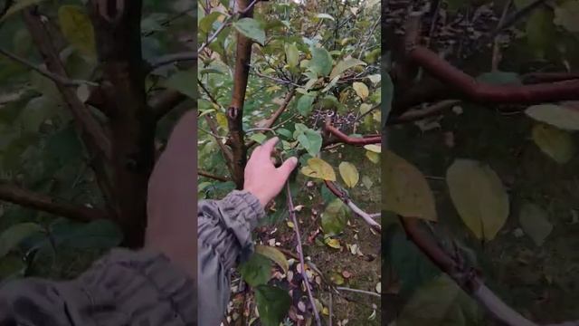 формирование молодого сада свободно растущей планеты с получением раннего урожая часть 4 смотреть онлайн