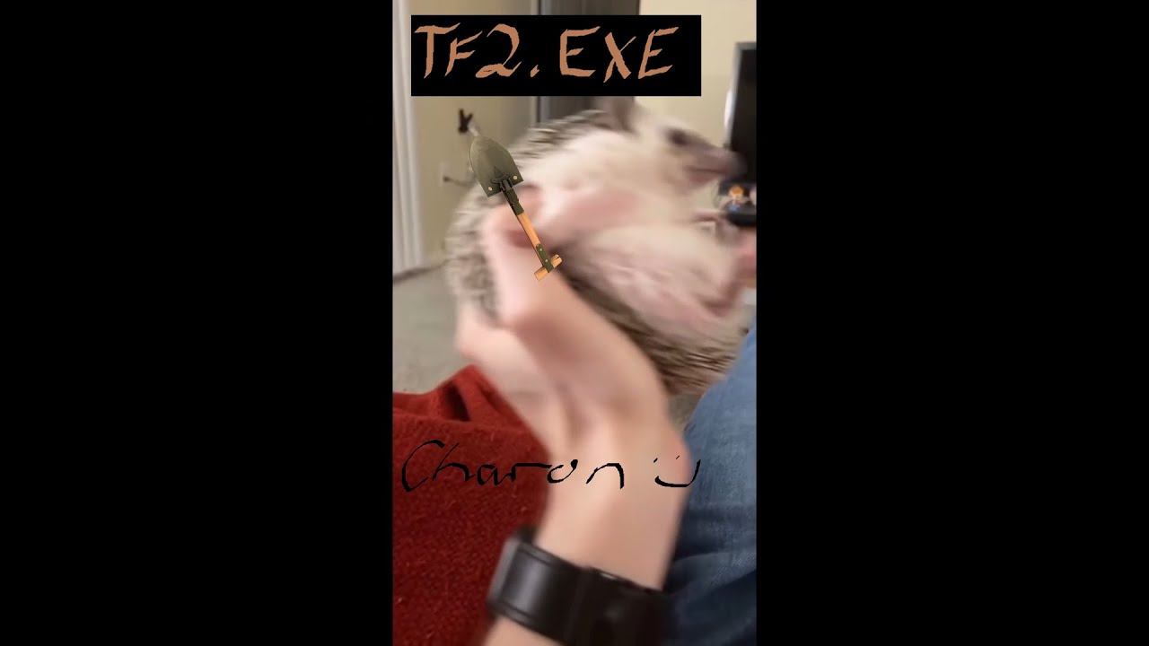 tf2.exe смотреть онлайн