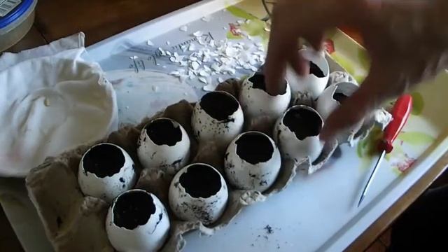 ПРОРАЩИВАНИЕ ОГУРЦОВ В КУРИНОЙ СКОРЛУПЕ vselennaya uvlesheniy смотреть онлайн
