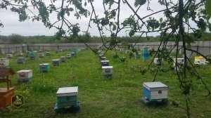 Привой для пчел на пасеке