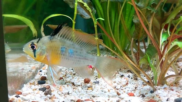 The Ultimate Guide to Raising a Healthy Bolivian Ram (Mikrogeophagus altispinosus) смотреть онлайн