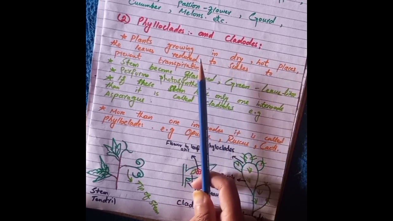 why xerophytic plant's leaf are modified into scales? #morphologyoffloweringplants #neet#botany#bsc смотреть онлайн