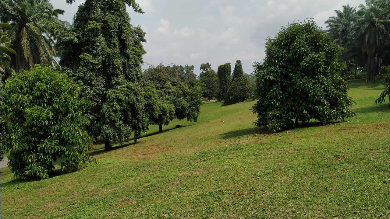Garcinia species collection Putrajaya Botanic Garden, Malaysia смотреть онлайн