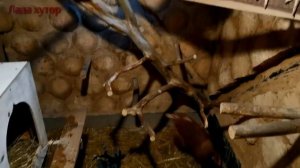 #хутор#курятник#насест#стройка#.... Насест для кур, продолжения.2