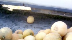 Арбуз СОРЕНТО F1 Крым 2018