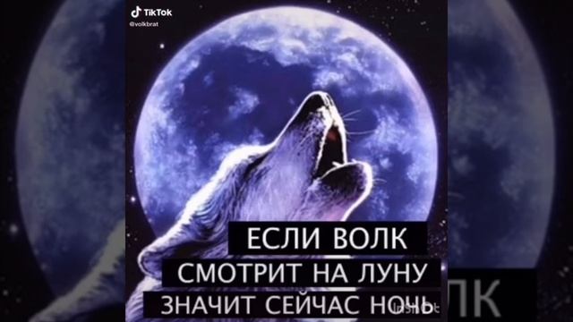 Топ цитаты из тик тока смотреть онлайн