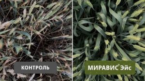 МИРАВИС® Эйс. Здоровый колос – легко!